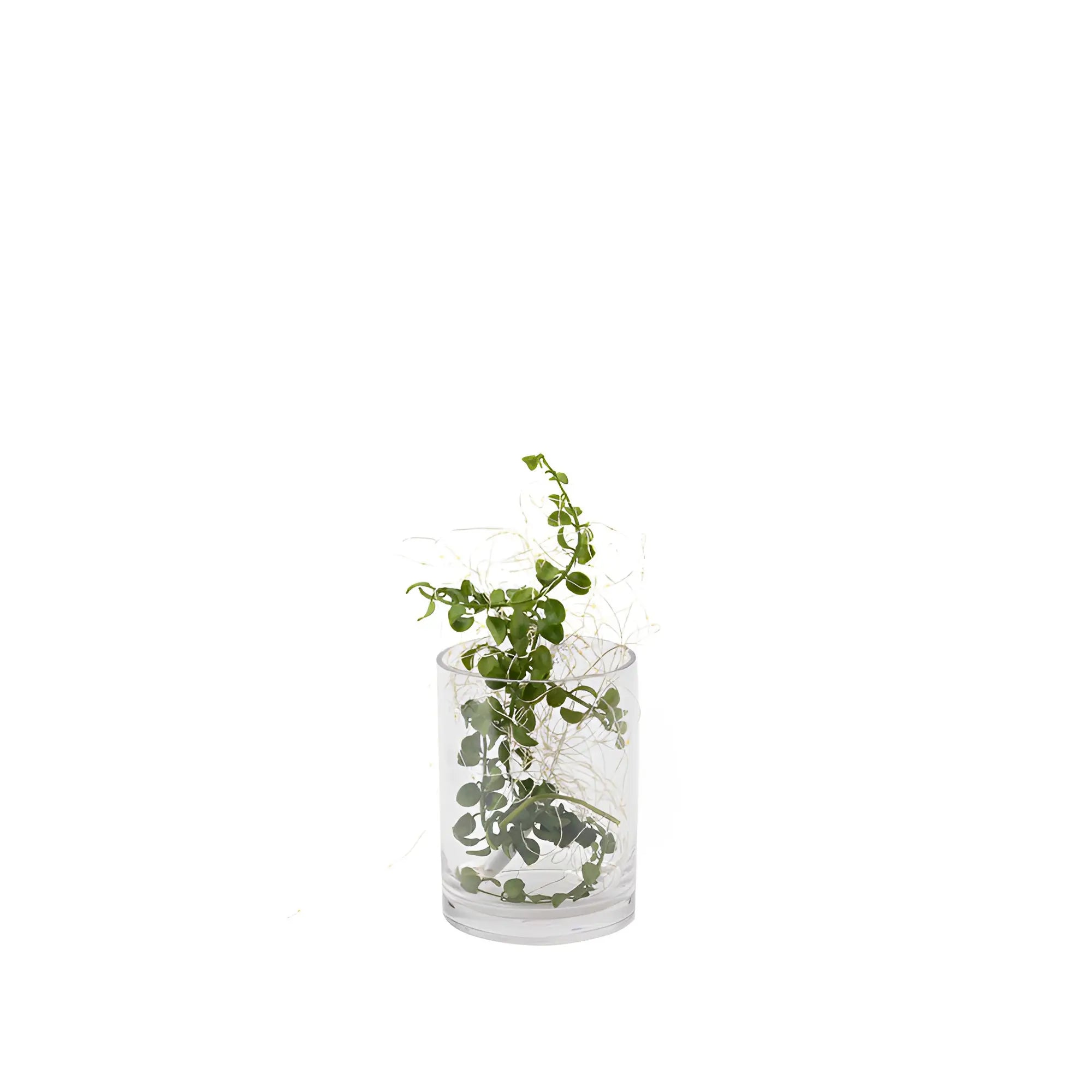 BOTANIC GREEN ARRANGEMENT